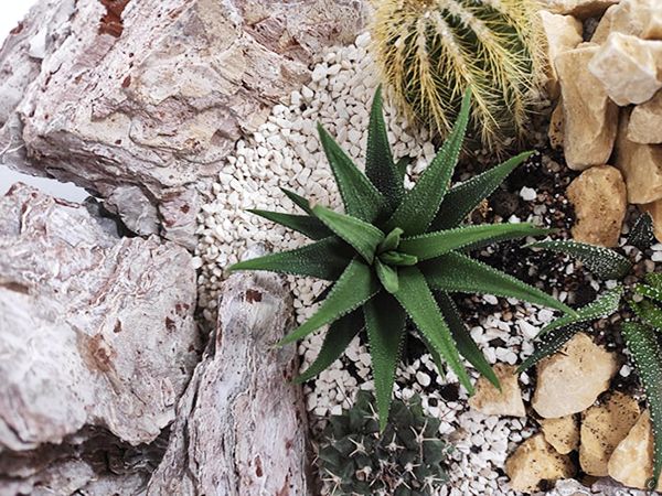 terrarium cacti caramel warsztaty online